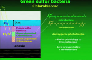GreenSulfurBacteria
