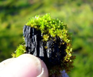 Biochar / Biokohle / Pflanzenkohle