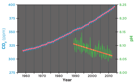 Observations of CO2 (parts per million) in the atmosphere and pH of surface seawater from Mauna Loa and Hawaii Ocean Time-series (HOT) Station Aloha, Hawaii, North Pacific. Credit: Adapted from Richard Feely (NOAA), Pieter Tans, NOAA/ESRL (www.esrl.noaa.gov/gmd/ccgg/trends) and Ralph Keeling, Scripps Institution of Oceanography (scrippsco2.ucsd.edu)