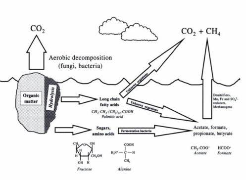 Organic matter decomposition pathways . Richardson and Vepraskas