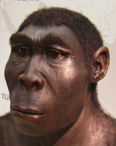 A reconstruction of Homo Erectus