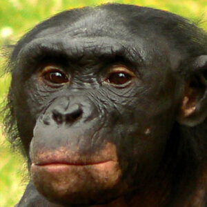 Ardipithecus Ramidus