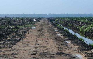 Oil Palm Concession in Riau, Sumatra.
