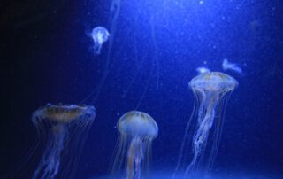 unsplash.com/photos/a-group-of-jellyfish-swimming-in-an-aquarium-jsVIUZf9zvQ