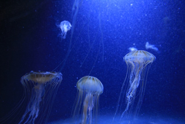 unsplash.com/photos/a-group-of-jellyfish-swimming-in-an-aquarium-jsVIUZf9zvQ