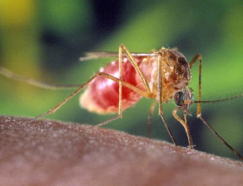 Study: Dengue fever driven by dry season and temperature