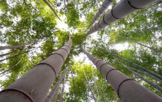 Gochangupseong Fortress South Korea.