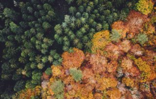Via unsplash.com/photos/green-and-orange-leaf-trees-lzG4UQprzBY