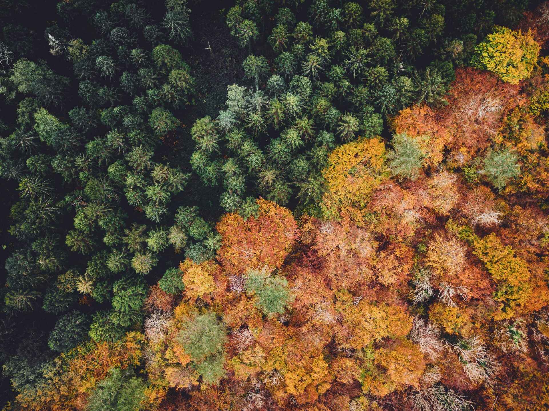 Via unsplash.com/photos/green-and-orange-leaf-trees-lzG4UQprzBY
