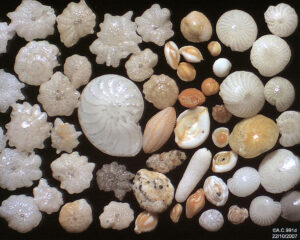 Foraminifera in Ngapali, Myanmar