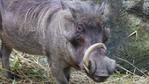 Phacochoerus Aethiopicus