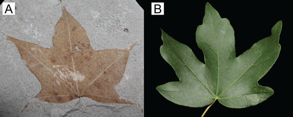 Fossil maple tree leaf from the Pliocene of Germany and (B) its nearest living relative. Credit: L. Seyfullah