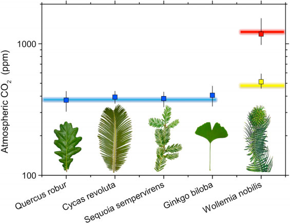 Model validation with extant species. Modeled ca (symbols; error bars span 16–84 percentiles) closely matches the value of ca in which the sample leaves grew (colored lines). Blue line represent current ambient atmospheric CO2 concentration in which Quercus robur, Cycas revoluta, Sequoia sempervirens, and Ginkgo biloba were growing under natural conditions outdoors; yellow and red lines represent, respectively, 480 and 1270 ppm atmospheric CO2 concentration inside controlled environment chambers where Wollemia nobilis was grown.