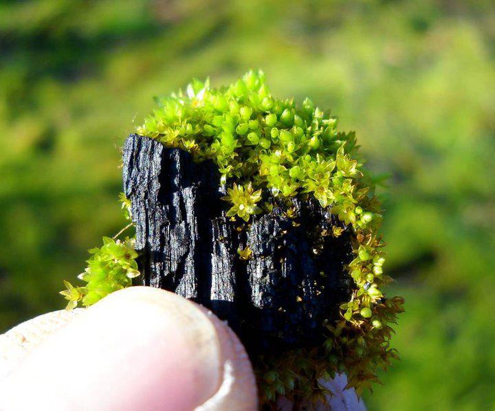 The Secret of El Dorado - Biochar Terra Preta the green gold.