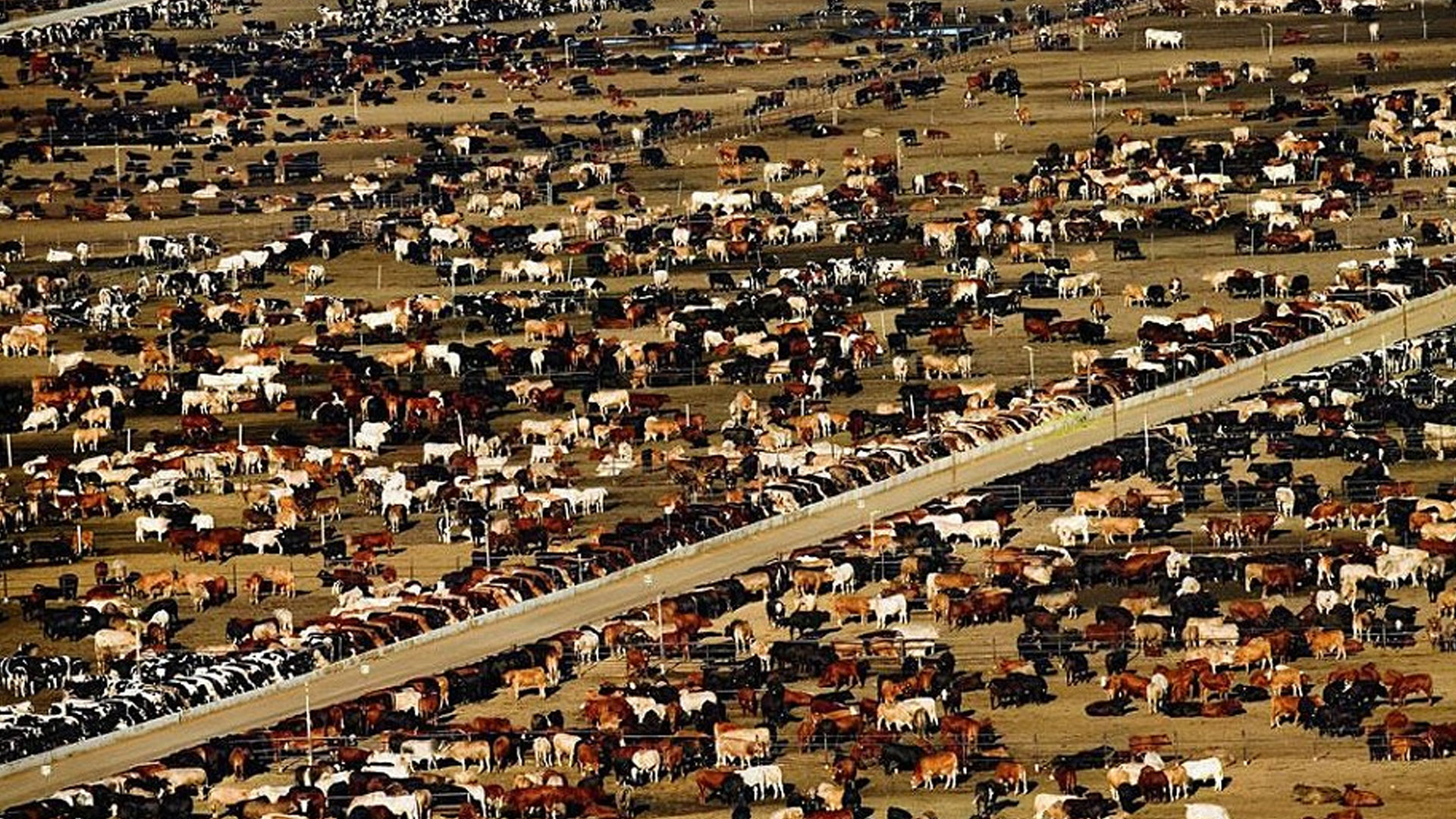 The intensive animal farming cattle ranch for industrial scale meat food production, has it's impact.