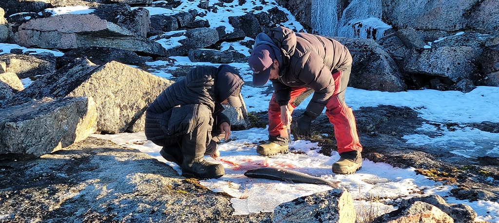 The Angunasuktiit program teach all aspects of hunting, harvesting and living on the land in Kangiqtugaapik (Clyde River), Nunavut, Canada. Photo of Apiusie Apak / Ittaq Heritage and Research Centre