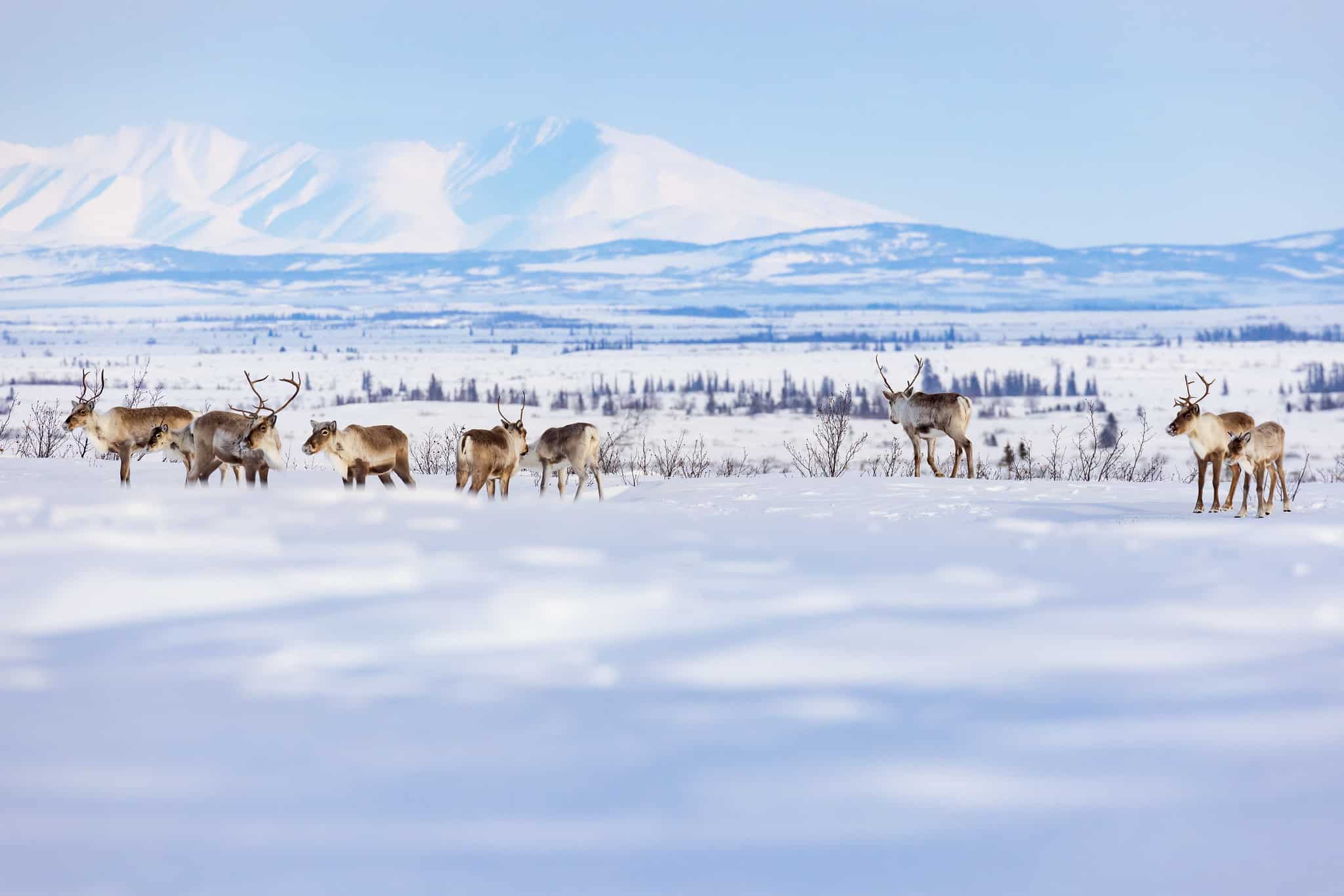 A group of caribou from the Western Arctic Caribou Herd travels along a winter trail between the villages of Selawik and Ambler, Alaska. Photo by Lisa Hupp (USFWS)