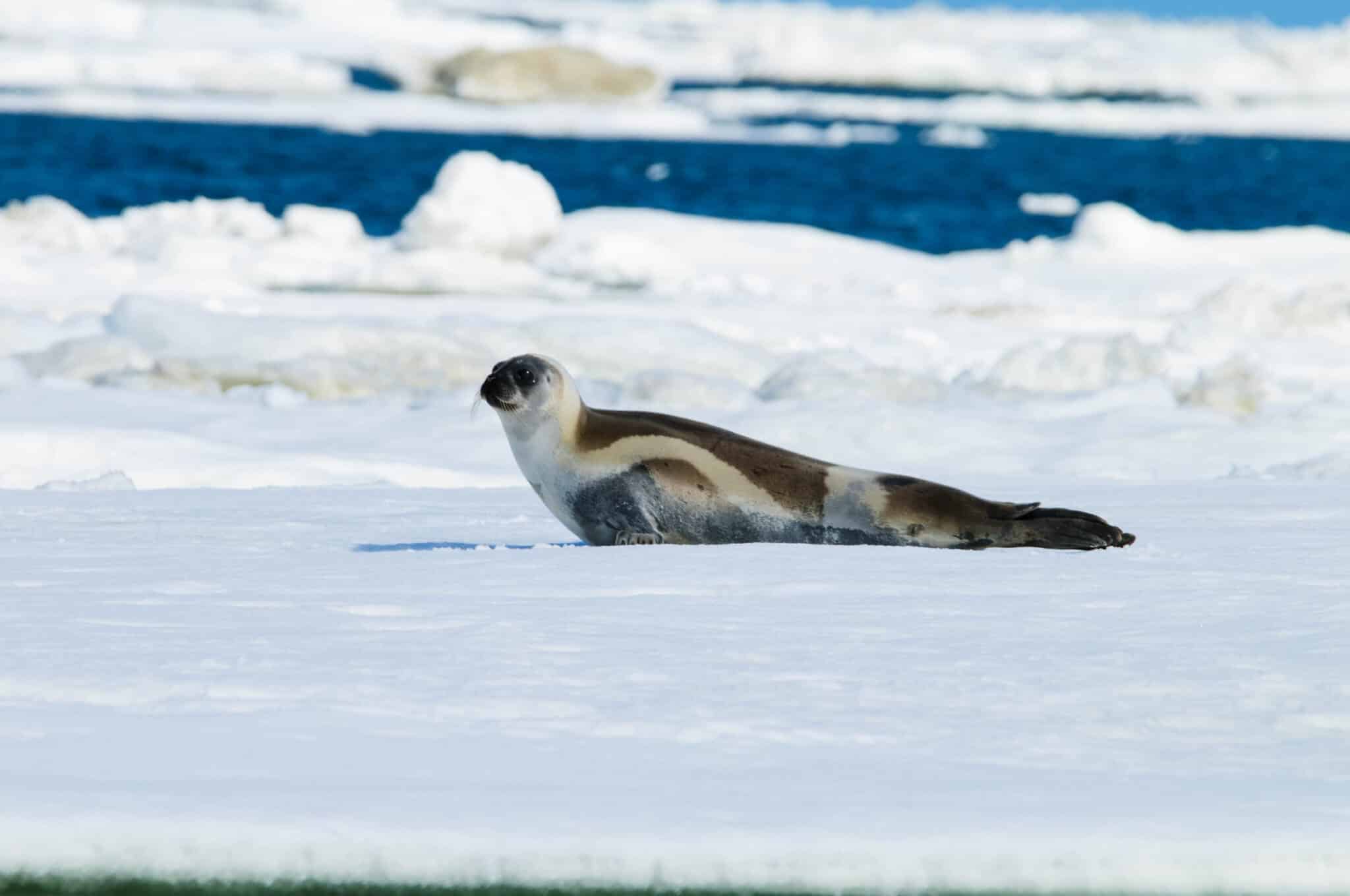 Ribbon seal (Histriophoca fasciata) in the Chukchi Sea. Photo by Justin Crawford, Alaska Department of Fish and Game