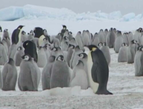 Emperors of the Ice (2004)
