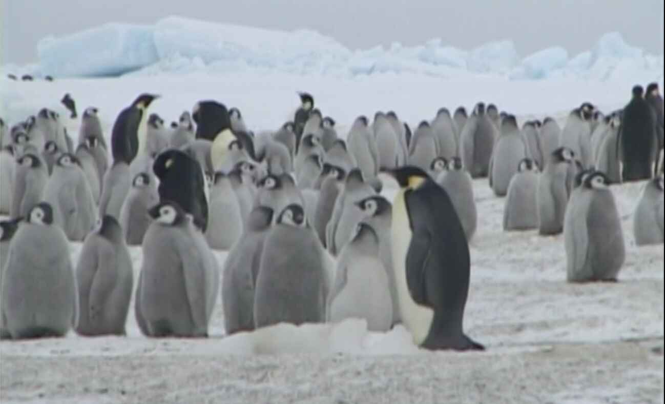 Documentary covering climate change and penguins in Antarctica 2004.