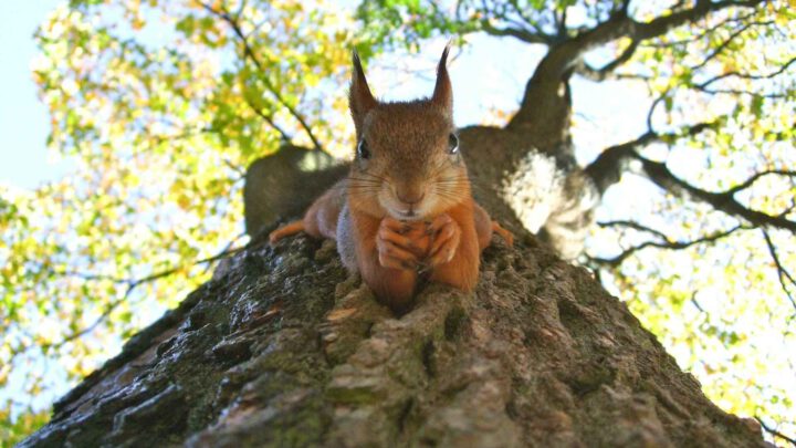 A brown squirrel on green leafed tree - copyright transly.eu