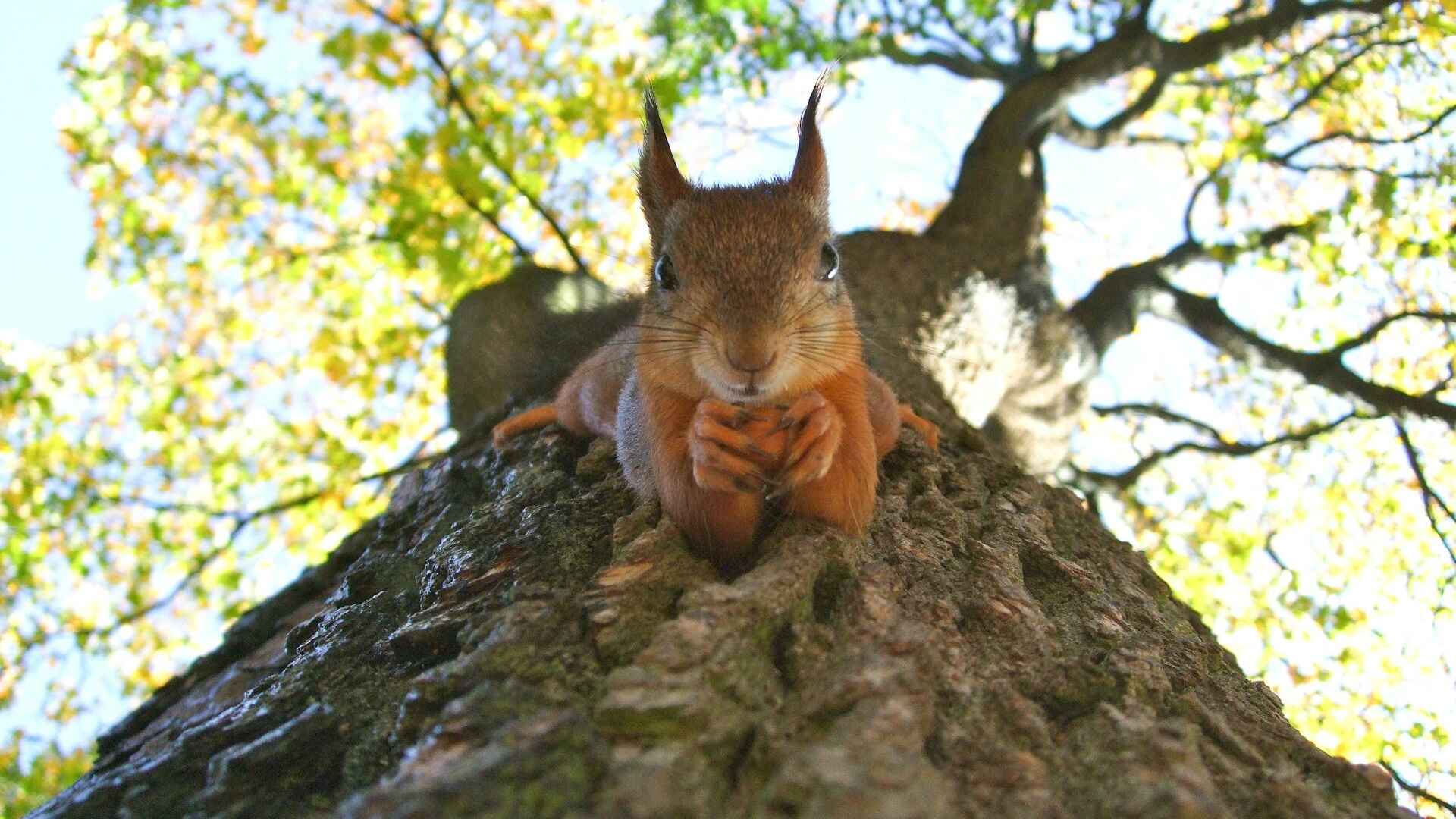 A brown squirrel on green leafed tree - copyright transly.eu