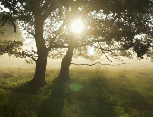 Trees may not store as much carbon as previously thought