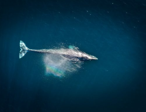 Climate Crisis Pushes Pacific Gray Whales Toward Population Collapse